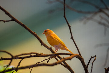 Bright yellow canary perched on a branch in a serene outdoor setting