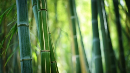 Fototapeta premium Close up of vibrant green bamboo stems with natural sunlight and a soft focus background