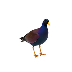 Fototapeta premium Elegant Regal Purple Gallinule Portrait, A Vibrant Bird Displaying Rich Plumage and Perched Gracefully, Showcasing Nature's Beauty and Captivating Avian Charm
