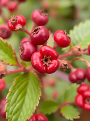 Abstract background from fresh cowberry. Close up.
