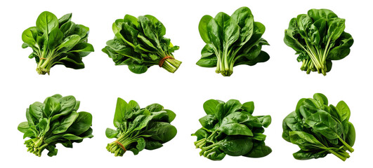Obraz premium Fresh Spinach Bunches Arranged in a Grid Pattern on White Background, Isolated on Transparent, white background