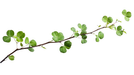 Obraz premium Natural Green Leafy Branch with Clover and Twig Elements Isolated on White Background for Botanical and Nature Designs