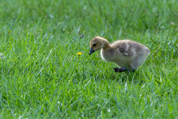 Gosling, baby bird, walking in the grass.