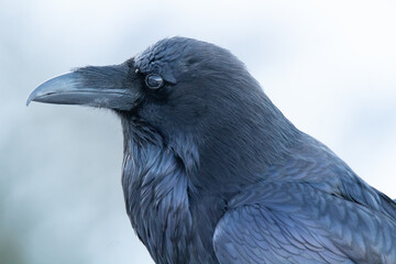 Common Raven in Yellowstone
