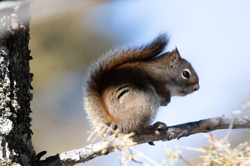 American Red Squirrel in Yellowstone