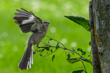 Northern mockingbird takes off from a branch.