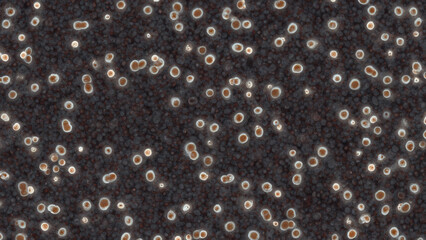 Microscopic view of cells or bacteria, showing varied shapes and sizes