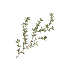 Fototapeta premium Fresh Thyme Sprig Isolated on Black Background