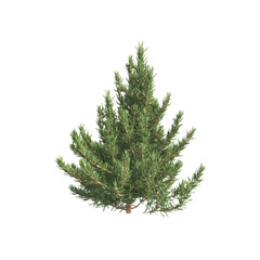 Lush Rosemary Bush, Aromatic Herb Plant, Isolated on Black Background