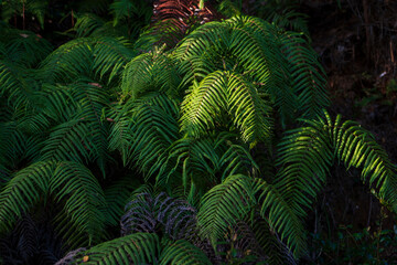 山の中のシダ植物