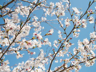 静岡県浜松市都田総合公園の満開の桜