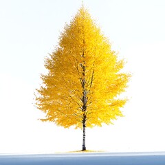 Fototapeta premium tree in autumn