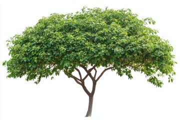 Set of green trees isolated on white background showing vibrant foliage and natural shapes in bright lighting

