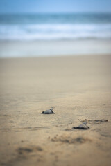 Baby Sea Turtles Running Down a Oaxaca Beach Towards the Pacific Ocean