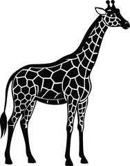 Naklejka premium giraffe isolated on white background