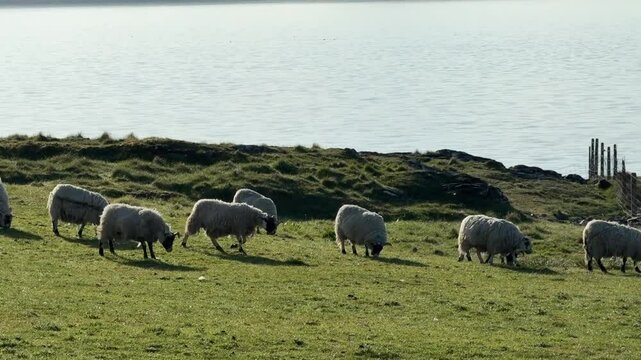 Islay, Scotland&rsquo;s whisky haven, blends rugged natural beauty with pristine seas and abundant birdlife. Known for peaty single malts and serene coastal landscapes, it&rsquo;s a gem for nature and spirits-the