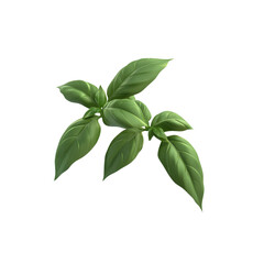Fresh Sprig of Basil Isolated on Black Background