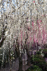 静岡県浜松市舘山寺大草山のしだれ梅