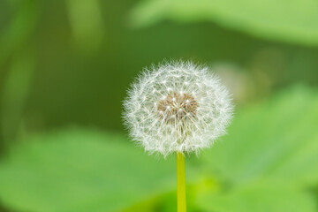  5月の野山 タンポポの綿毛アップ 03