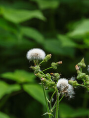 5月の野山 オニノゲシの綿毛01