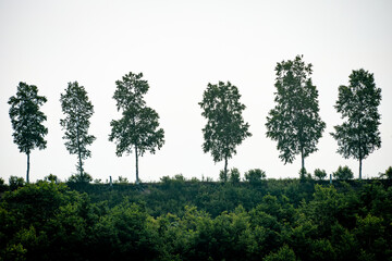 Trees on the hill
