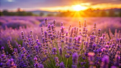 Fototapeta premium Dense field of purple lavender flowers with soft golden light in a serene landscape, yellow, lavender field, yellow