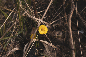 Yellow flower (Tussilago farfara) in dry grass close-up