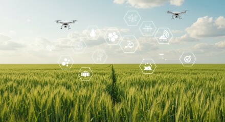 Drone technology over a wheat field.  Monitoring and data collection in agriculture