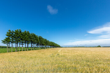 Forest and wheat field