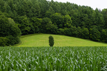 A landscape where you can feel the gaze