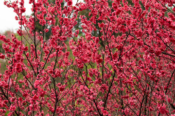 静岡県磐田市敷地里山公園の満開の花桃