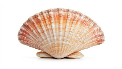 Obraz premium Seashell, beautiful, intricate