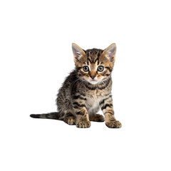 Obraz premium A small tabby kitten sits with alert ears and wide eyes, displaying a curious and adorable expression.