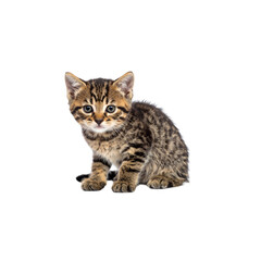 Obraz premium A small tabby kitten sits alertly with wide eyes and perked ears.