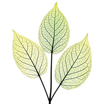 green leaf isolated on white