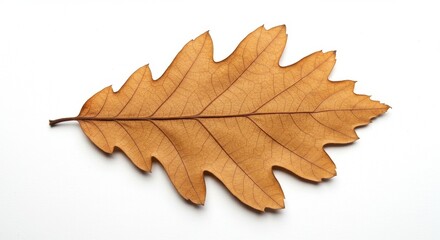 Fototapeta premium Dried oak leaf isolated on white background