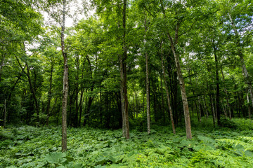 scenery in the forest