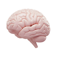 Detailed view of a human brain model highlighting neural structures and textures