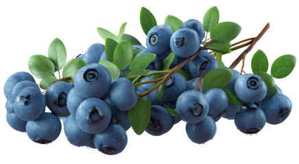 Fresh Blueberries on the Branch with Water Drops isolated on transparent background