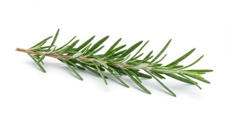 Fototapeta premium Fresh rosemary sprig image