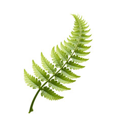 Exquisite fern leaf showcasing intricate vein patterns and vibrant green hues against a clean isolated look