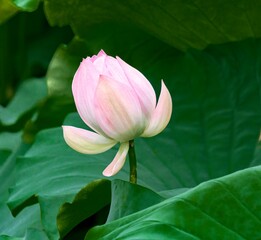 pink lotus flower