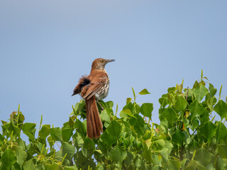 Brown thrasher perched on top of leafy branches with blue sky background