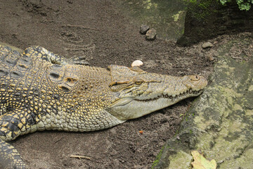 A crocodile in captivity. wild reptile animal