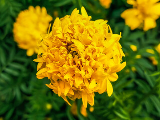 Bright yellow marigolds against a backdrop of green leaves.