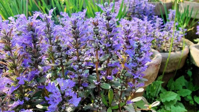 Ajuga reptans, Bugleherb or the bugleweed purple flowers 