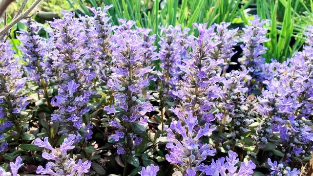 Ajuga reptans, Bugleherb or the bugleweed purple flowers 