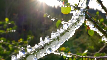 Macro shot showcases ice droplets frozen on tree branch after winter rain shower, highlighting cold weather conditions in nature with greenery - Powered by Adobe