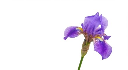 Purple iris flower closeup against white background