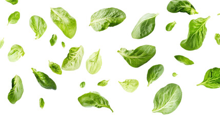 set of green leaves isolated on white background 